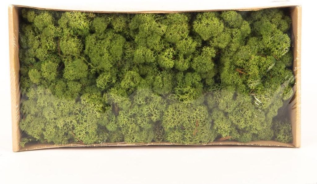INNA-Glas Dekoratives Moos SVEINBJÖRN, wiesengrün, 500g - Produktbild 
