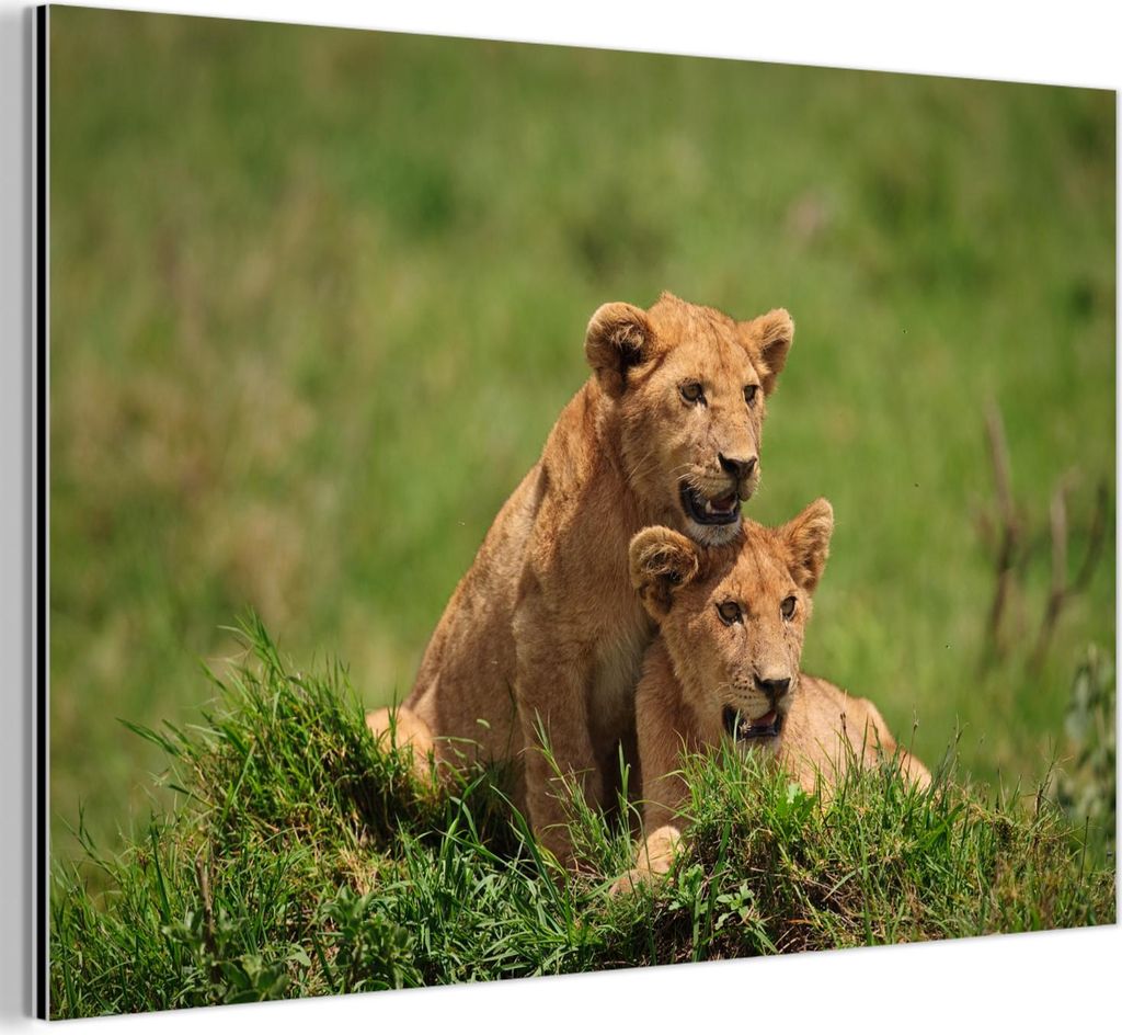 MuchoWow Wanddekoration Metall Metallbild Wandkunst 120x80 cm Löwen - Jagd - Natur MuchoWow Aluminium Gemälde - Alu Bild