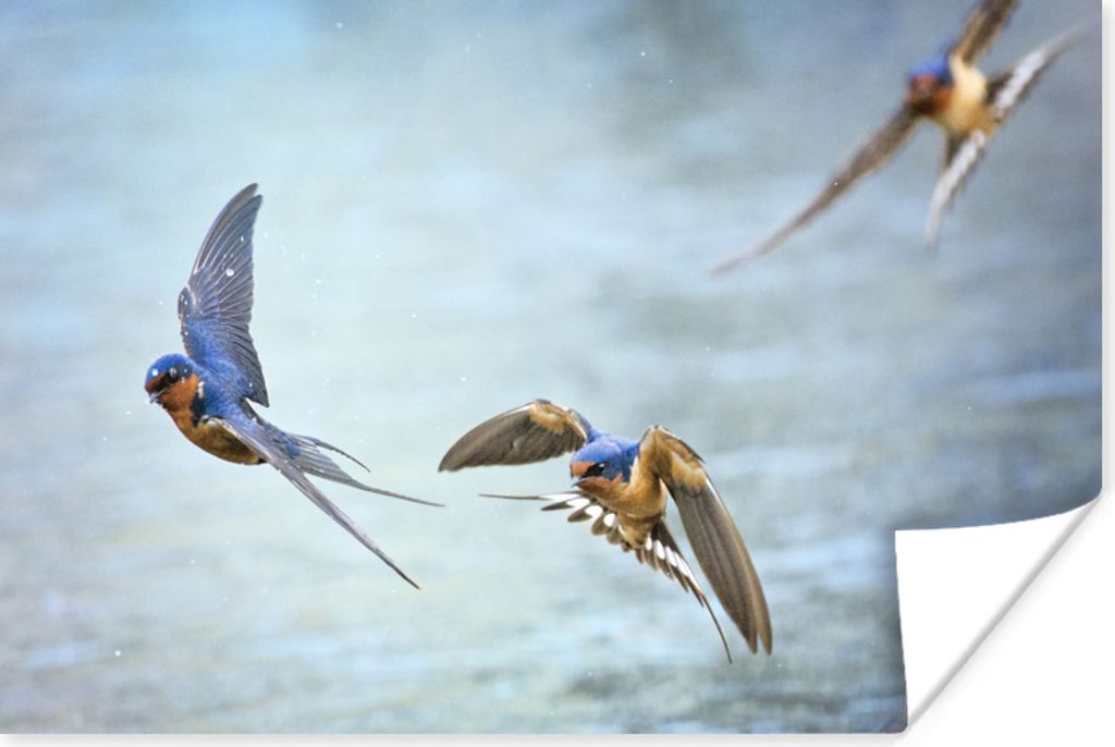 MuchoWow Poster Eine Gruppe von Rauchschwalben fliegt über das Wasser 30x20 cm - Plakate - Print
