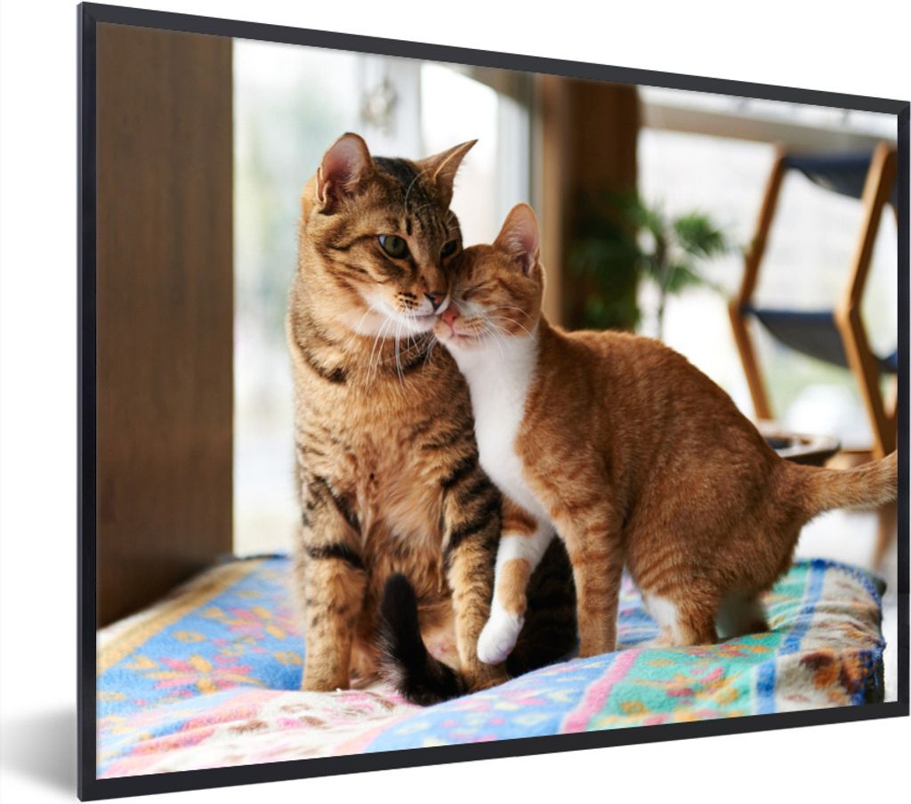 MuchoWow Gerahmtes Poster Die beiden Kätzchen spielen 80x60 cm - Poster mit Schwarzem Bilderrahmen Wandposter Rahmen Foto Bilder - Schwarzem - M...
