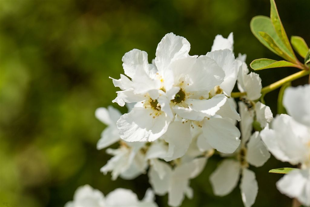 Exochorda racemosa 'Magical Springtime', Perlmuttstrauch, weiß, 60–80 cm