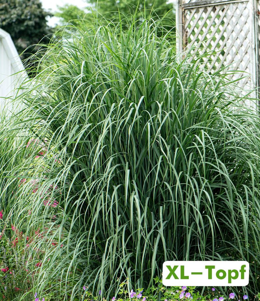 BALDUR Garten Panicum virgatum Northwind im 14 cm XL-Topf,1 Pflanze, säulenartiger Wuchs, goldgelbe Herbstfärbung, robust und winterhart, pflegel...