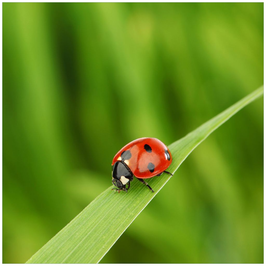 Wallario Magnet für Kühlschrank / Geschirrspüler, magnetisch haftende Folie - 60 x 60 cm, Motiv: Marienkäfer auf grünem Blatt