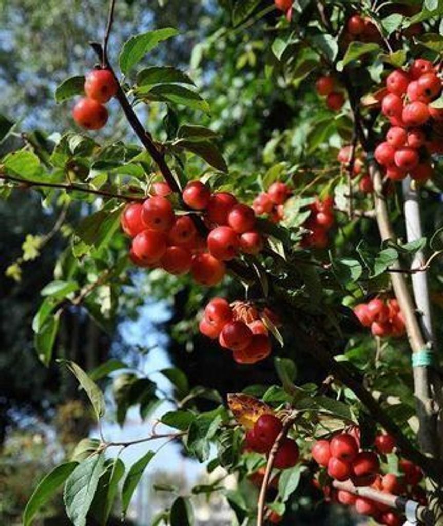 Malus hybr. 'Red Sentinel' - Zierapfel 60-80 cm - Pojemnik Zdjęcie produktu 