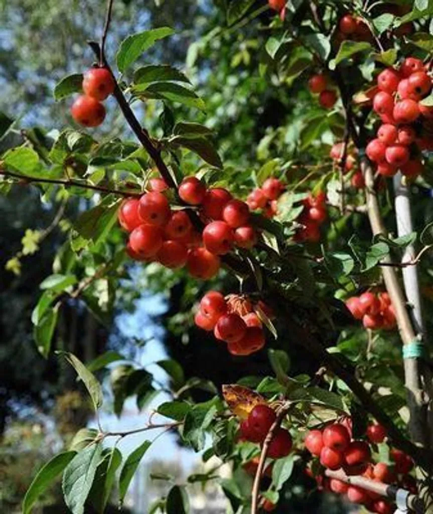 Malus hybr. Red Sentinel - Pommier d'ornement en conteneur 60-80 cm