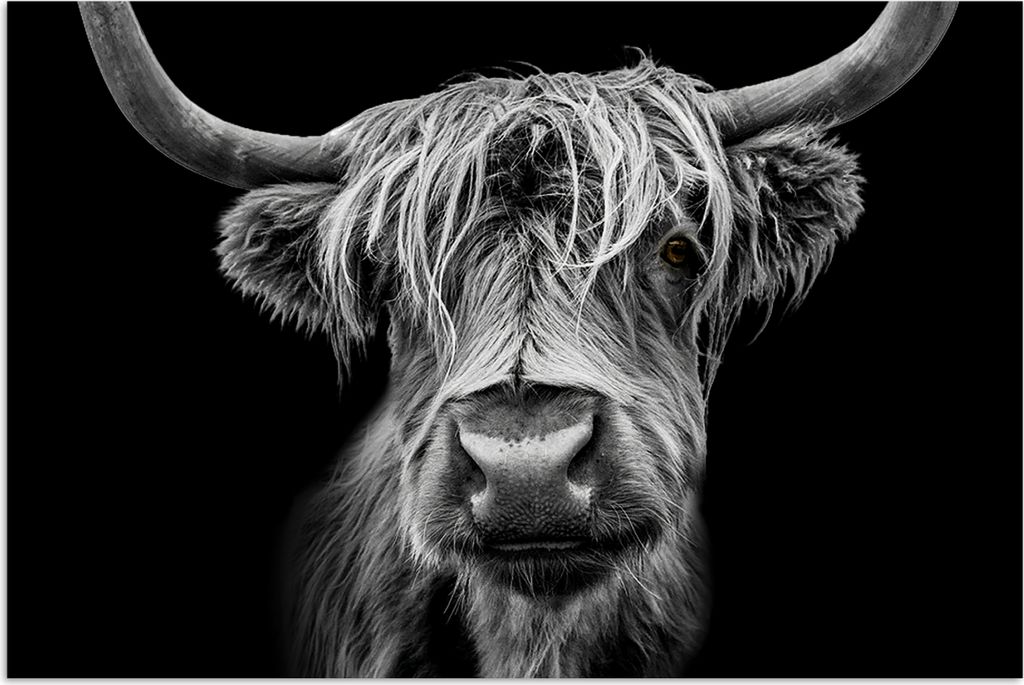 MuchoWow Poster Schottisches Hochlandrind - Hörner - Schwarz - Weiß - Kuh - Wild - Tiere 120x80 cm - Bilder