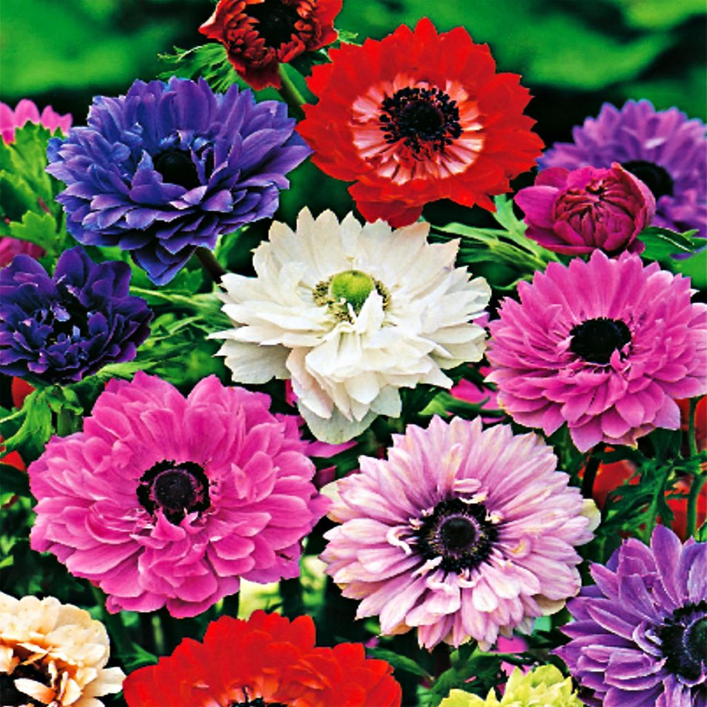 Anemone Full St Brigid Mix 10 pz Anemoni Bulbi di anemone Immagine del prodotto 
