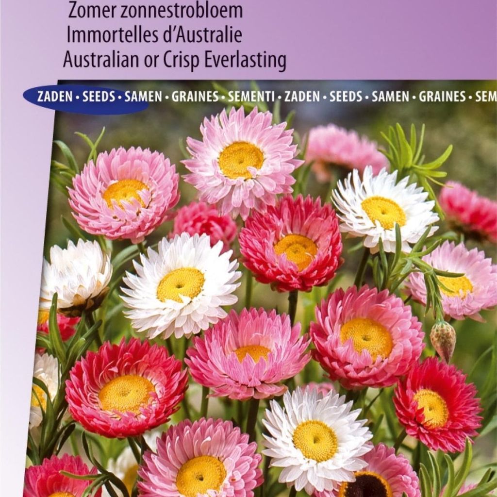 Sonnenblumen-Mix-Sommersamen – – bunte Sommerblüten – ideal für den Garten – lockt Bienen und Schmetterlinge an