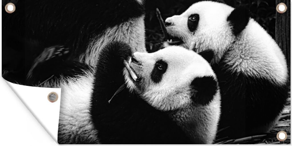 MuchoWow 160x80 cm Outdoor-Poster Gartendeko Sichtschutz Garten Poster für den Garten Pandas - Schwarz - Weiß