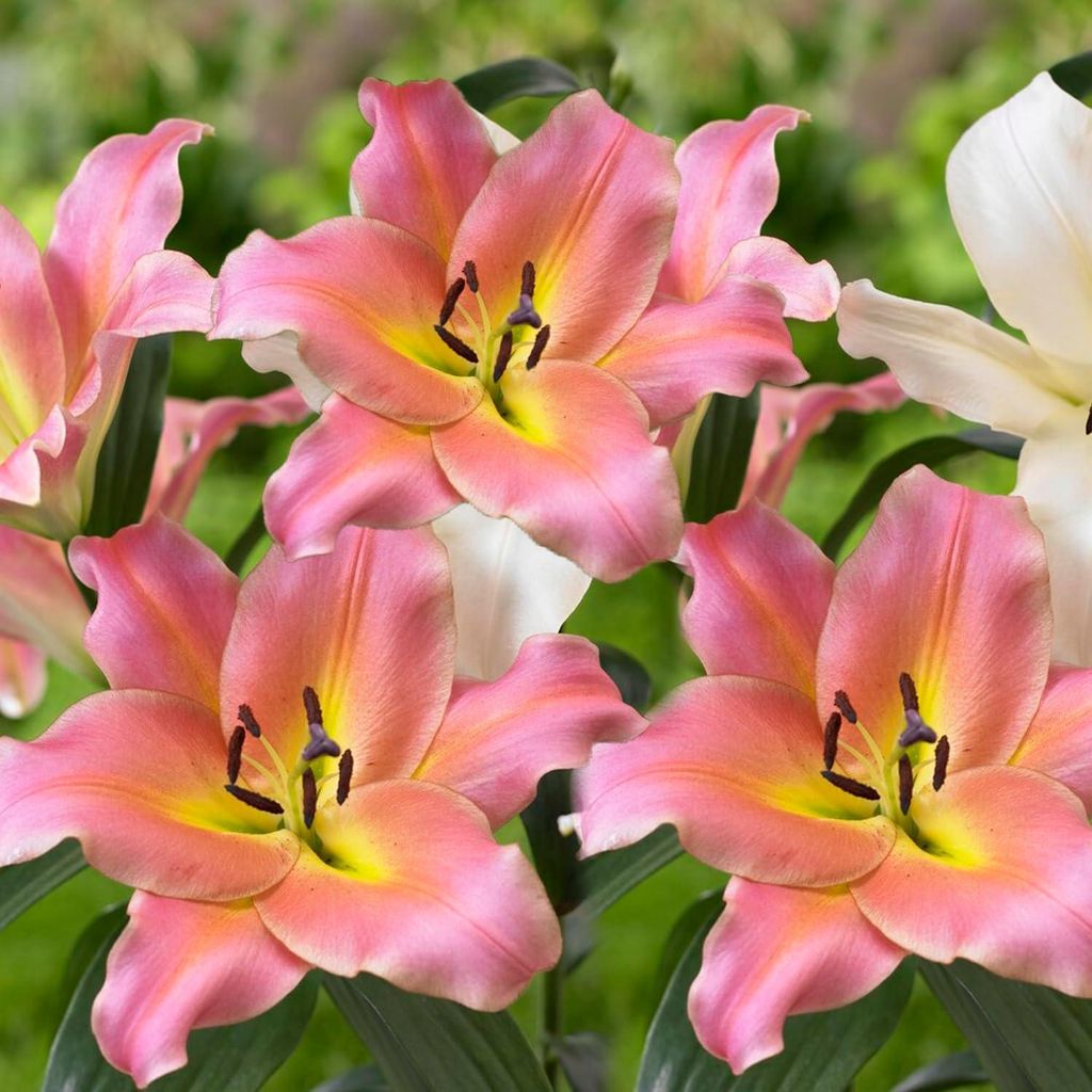 Reuzenlelies, geschikt voor bloempot en tuin. Winterhard, Productafbeelding 