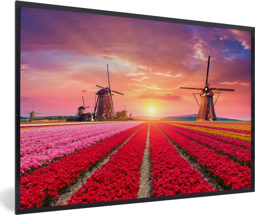 MuchoWow Gerahmtes Poster Blumen - Windmühle - Tulpen - Sonnenuntergang - Rosa 90x60 cm - Poster mit Schwarzem Bilderrahmen Wandposter Rahmen Fo...