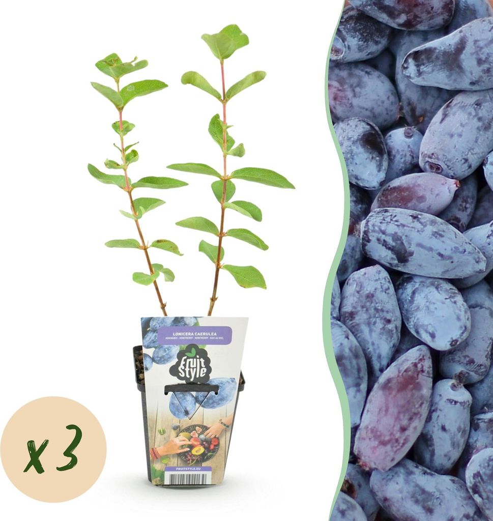 Lonicera caerulea Kamtschatica resistente al freddo 3 Immagine del prodotto 