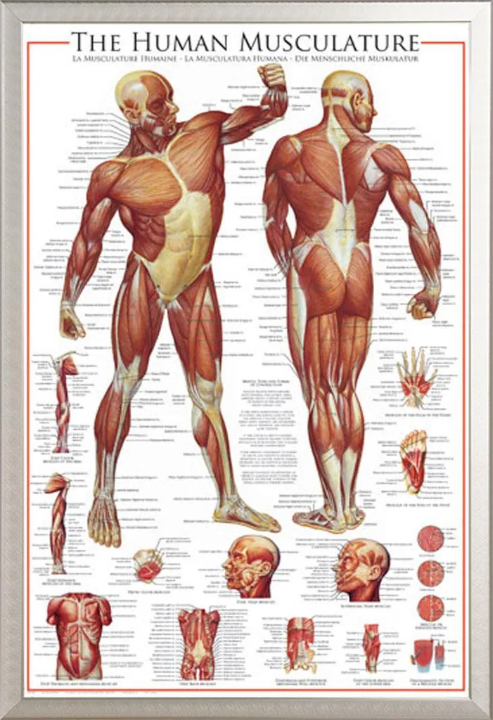 Tavola Didattica Sistema Muscolare Shinsuke Cornice Argento Scuola