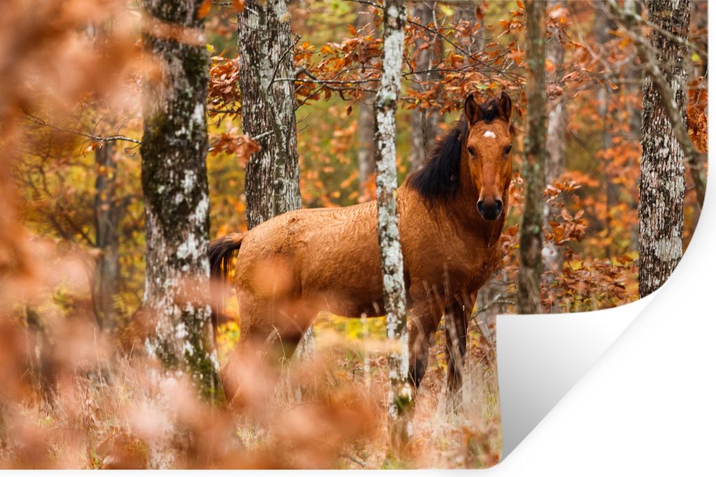 MuchoWow - Selbstklebend - Fototapeten