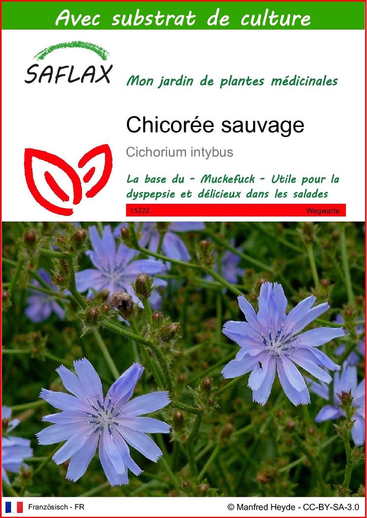 SAFLAX  - Chicorée sauvage - 250 graines - Avec substrat - Image du produit 
