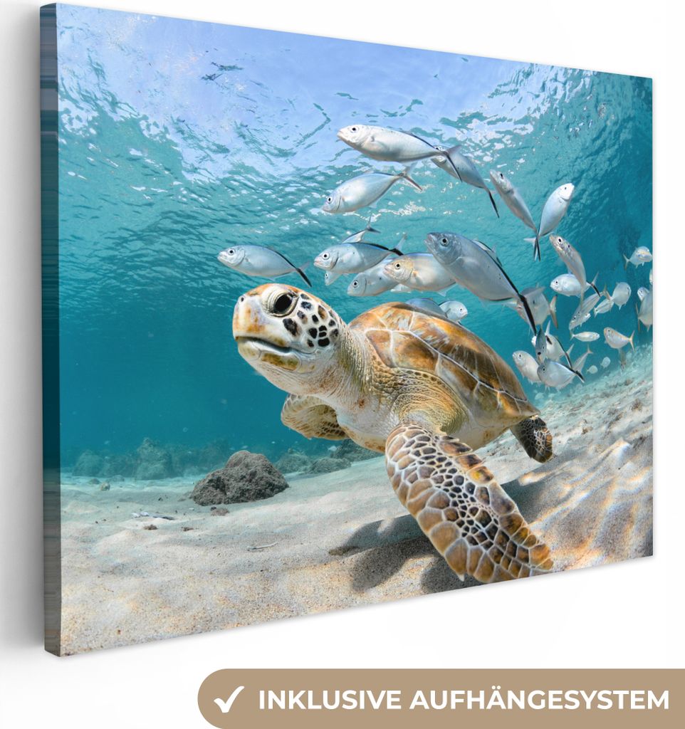 MuchoWow - Leinwandbilder - Schildkröte - Fisch - Meer, Wandbild, Wanddeko Bilder Wohnzimmer, 80x60 cm