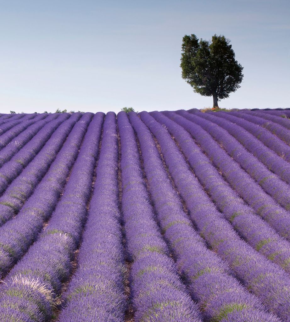 Fototapete - Lavender Field 225x250cm - Vliestapete