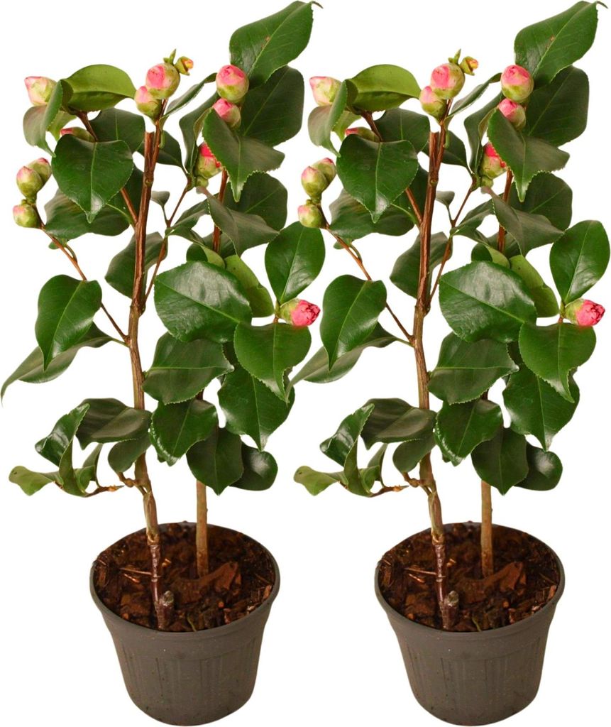 Kamelia japońska - 2 szt - Camellia japonica 'Dr. King' - Zdjęcie produktu 