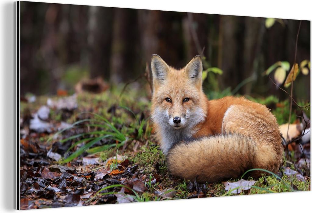 MuchoWow Wanddekoration Metall Metallbild Wandkunst 80x40 cm Fuchs - Wald - Tier MuchoWow Aluminium Gemälde - Wanddekoration - Alubild