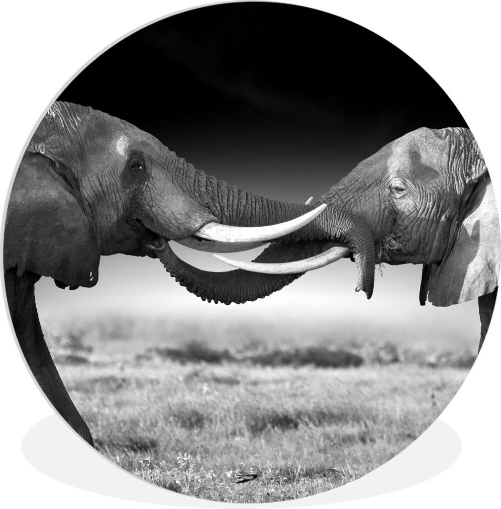 MuchoWow Rundes Wandbild - Runde Bilder Elefant - Tiere - Schwarz und weiß - Porträt - Landschaft Ø 30 cm Kreis Wanddekoration Kunststoff - Wa...