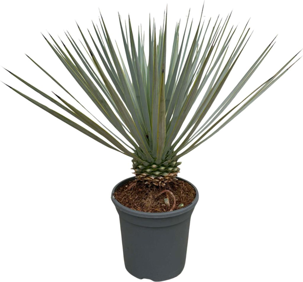Trendyplants - Yucca Rostrata - Odolná - Zahradní rostlina Obrázek produktu