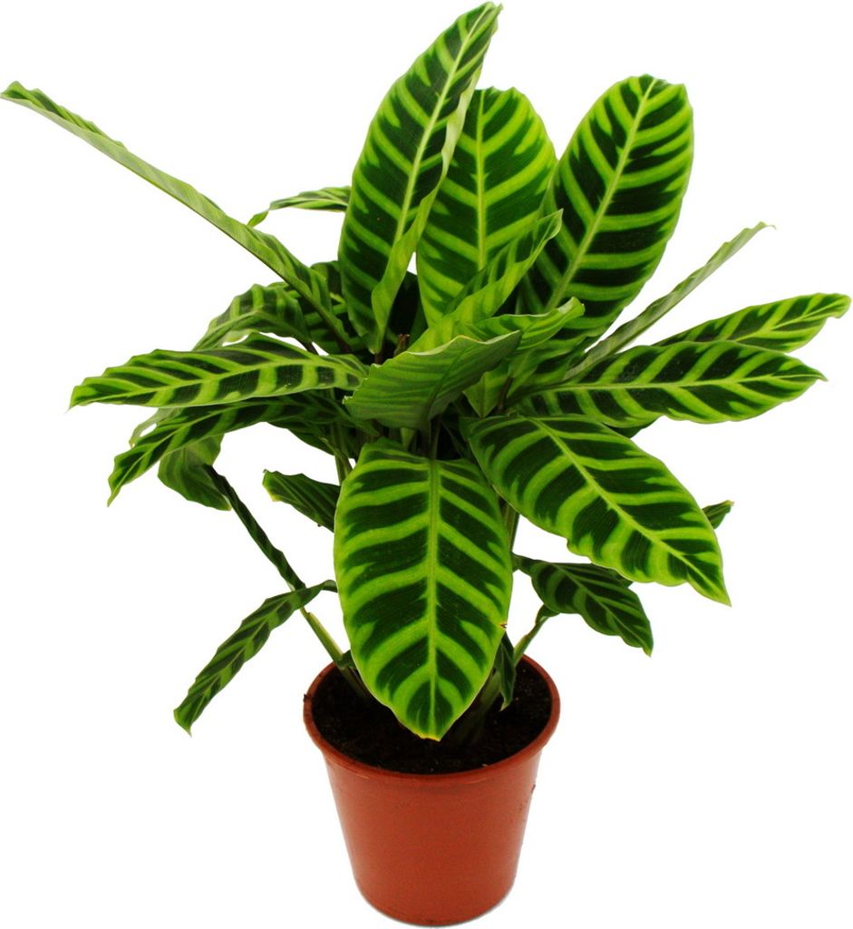 Gestreifte XXL-Schattenpflanze Calathea zebrina Zebra-Korbmaranthe 19cm Topf ca. 70-80cm hoch