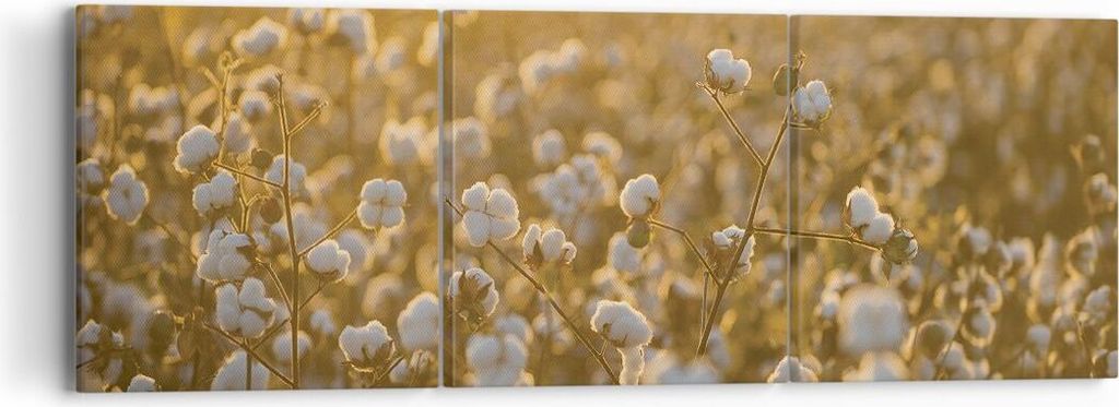 Bild auf Leinwand - Leinwandbild - 3 Teile - Baumwolle Feld Acker - 90x30cm - Wand Bild - Wanddeko - Wandbilder - Leinwanddruck - Bilder - Wanddeko...