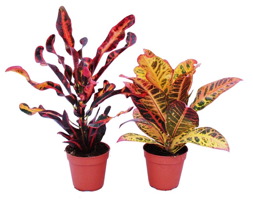 Sada 2 ruzných rostlin Codiaeum, zázracný ker, 12cm Obrázek produktu 