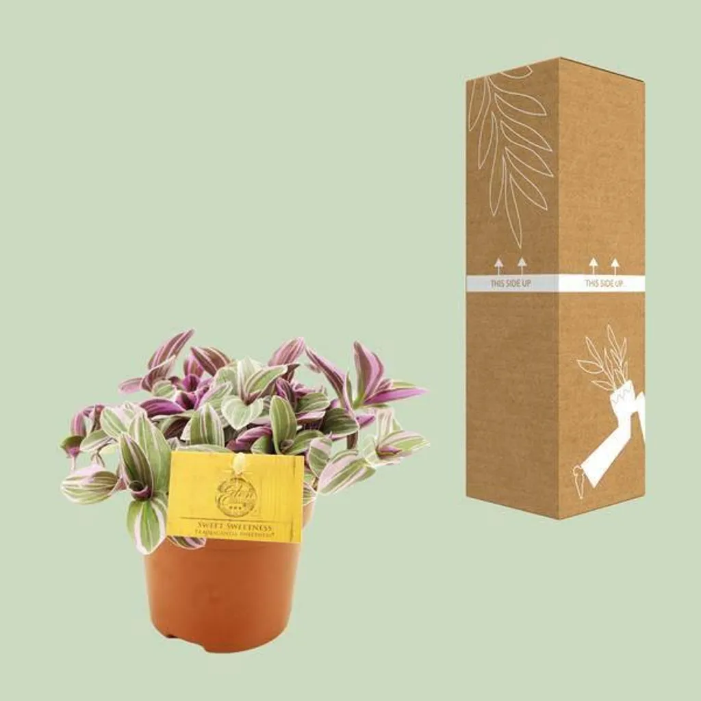 Tradescantia Sweetness Compacte : Plante Rose Robuste Facile Ø 10cm - 4