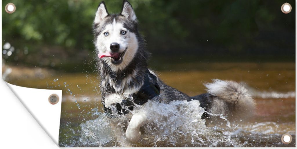 MuchoWow 160x80 cm Outdoor-Poster Gartendeko Sichtschutz Garten Poster für den Garten Husky im Wasser