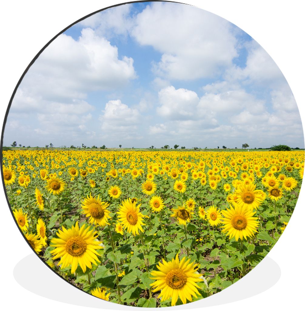 MuchoWow Aluminium Wandkreis Sonnenblumen - Blumen - Wolken - Natur - Gelb - Landschaft Ø 30 cm Wanddeko Modern Wohnzimmer - Wand Bild - Wohnzim...