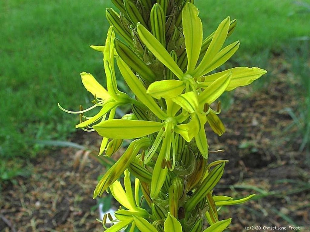 4 x Junkerlilie, für sonnige, trockene Standorte, Bienenweide - Tb 9