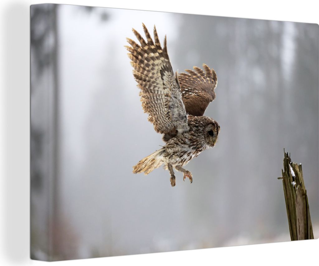 OneMillionCanvasses - Leinwandbilder - 150x100 cm, Fliegender Waldkauz, Wandbilder Kunstdruck Wanddekoration