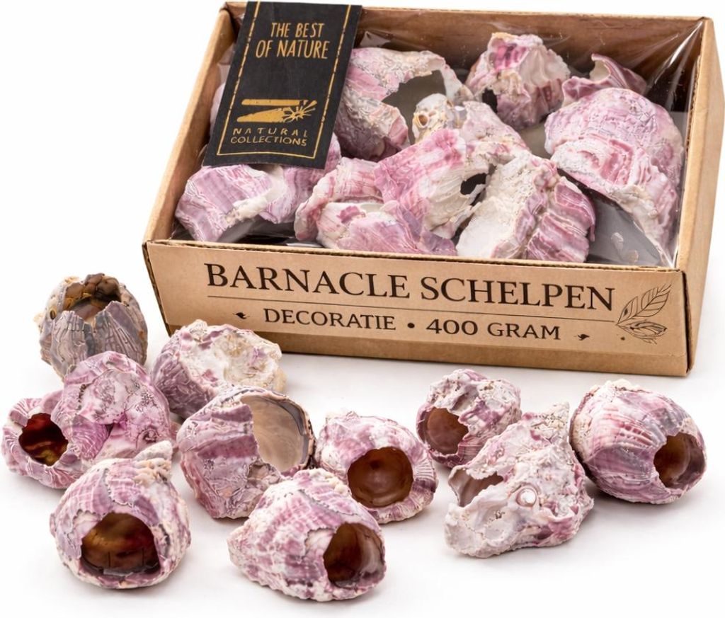 Deko Muscheln 1000 Gramm bunte Mischung