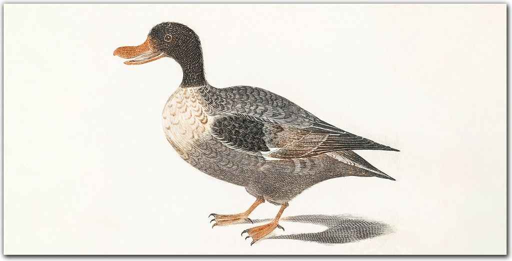 Coloray - Bild aus Glas - Glasbilder - 100 x 50 cm - Wohnzimmer Glasblock mit Bild Wanddekoration Gehärtetes Glas Dekoration Küche - Vogel Ente