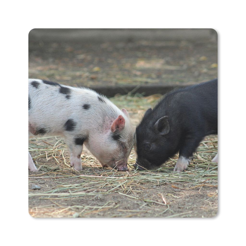 MuchoWow Mauspad Mousepad Schweine - Ferkel - Stroh 20x20 cm - Mousepads - Maus Mat - Pad - Mausunterlage - Desk Mat - Bureauartikeln