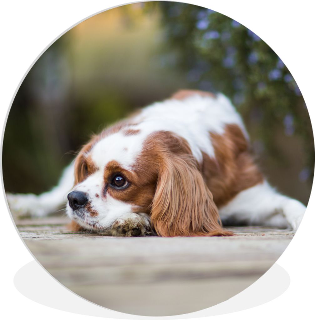 MuchoWow Rundes Wandbild - Runde Bilder Cavalier King Charles Spaniel auf einem Holztisch liegend Ø 30 cm Kreis Wanddekoration Kunststoff - Wand...
