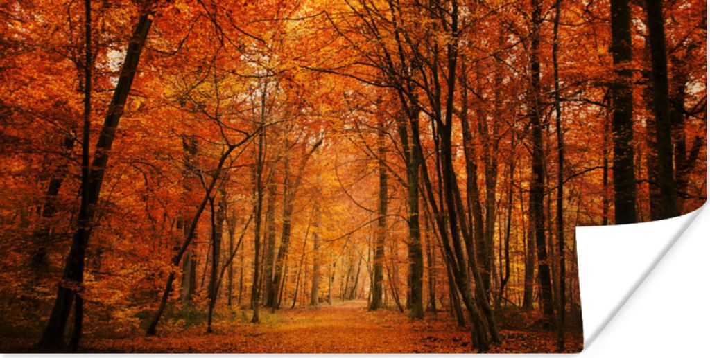 MuchoWow Poster Herbst - Rot - Wald 150x75 cm - ohne Rahmen