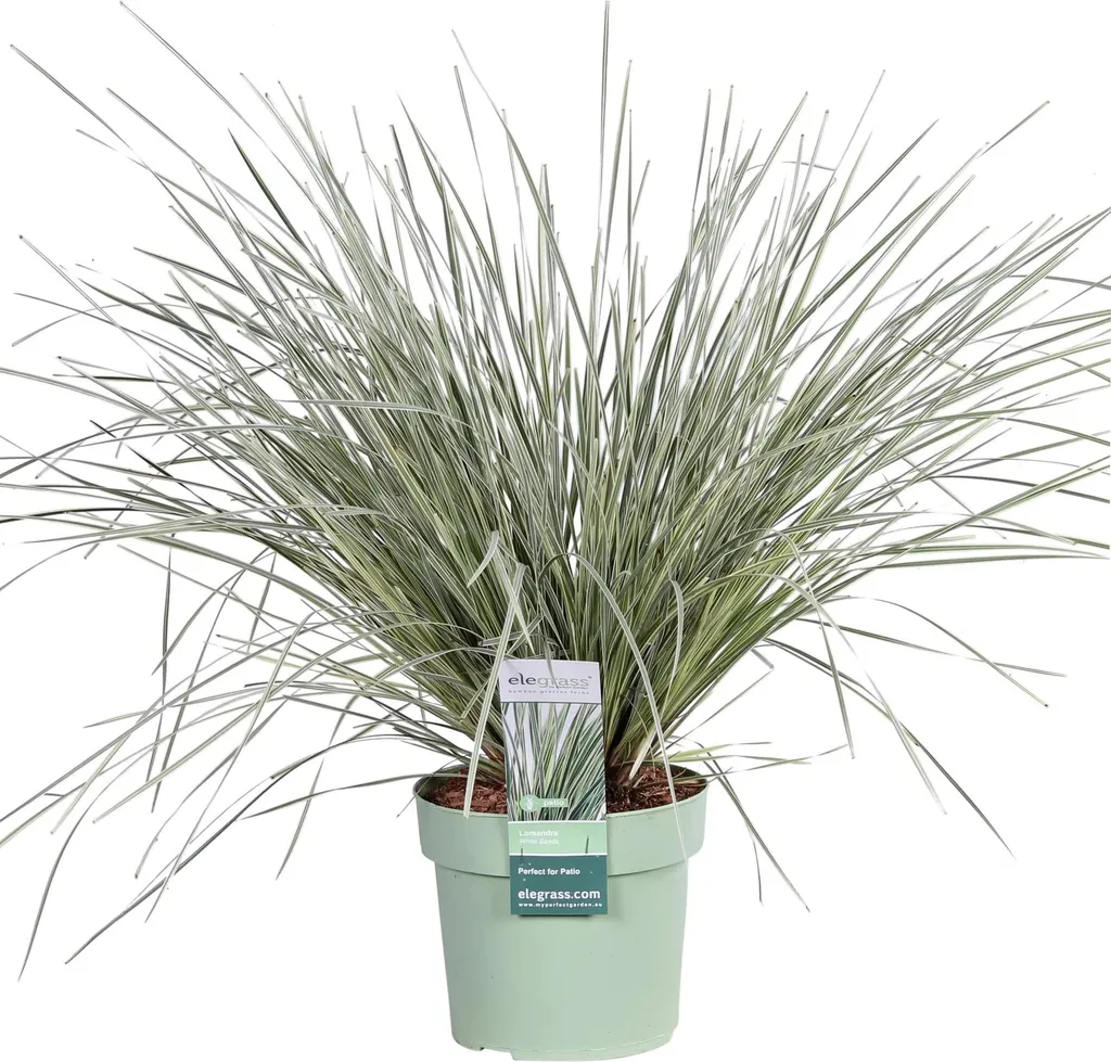 Lomandra White Sands : la plante vivace qui survit à la chaleur et au gel