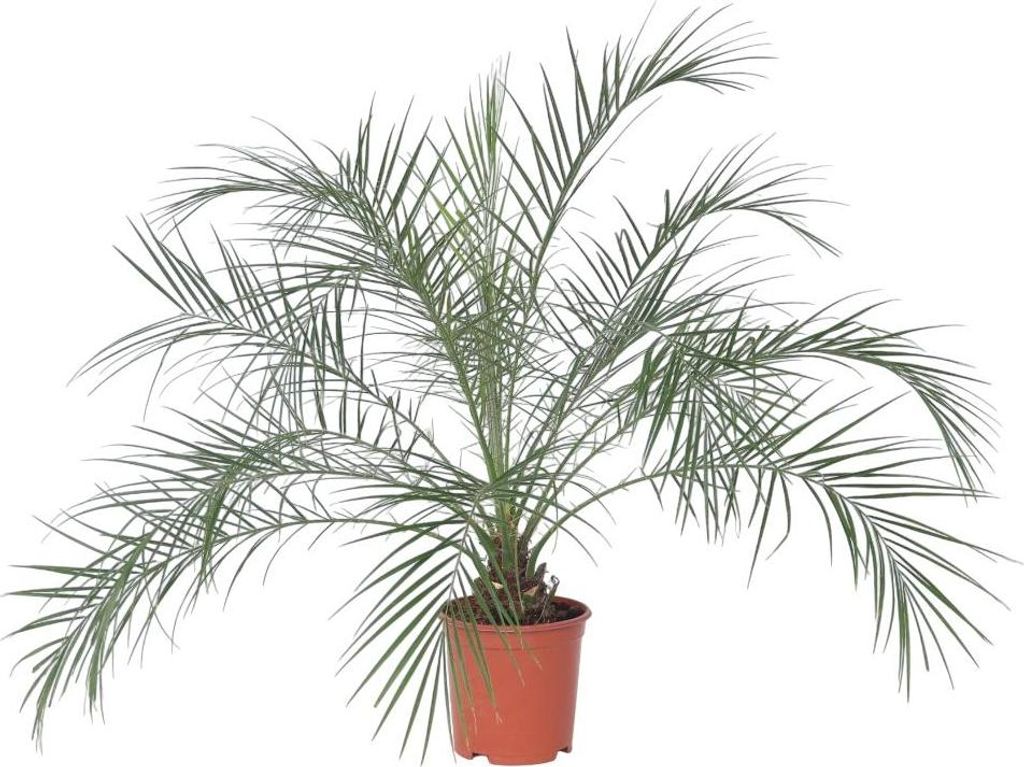 Zwergdattelpalme - Phoenix roebelenii - Höhe 80-90cm - Produktbild 