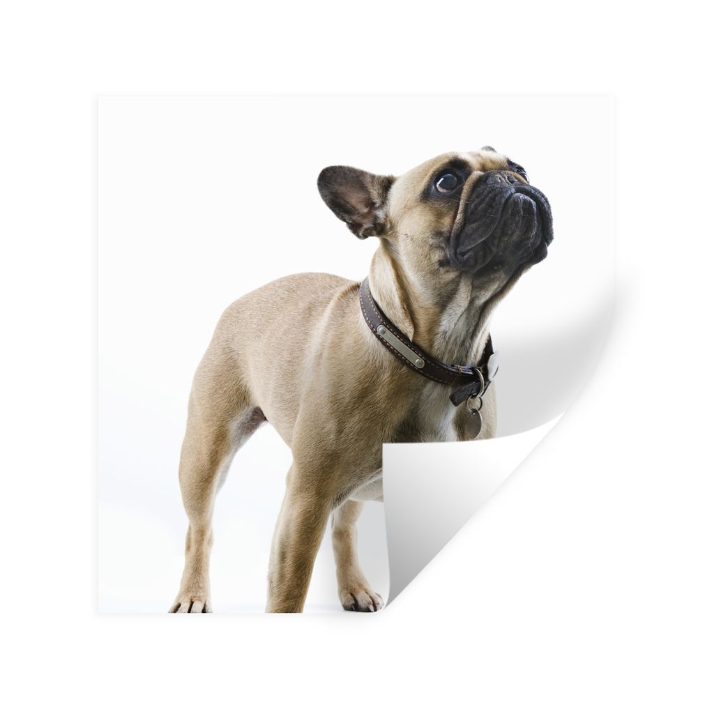 MuchoWow Wandtattoo Wandsticker Wandaufkleber Französische Bulldogge - Halsband - Braun 100x100 cm Selbstklebend und Repositionierbar - Wierderv...