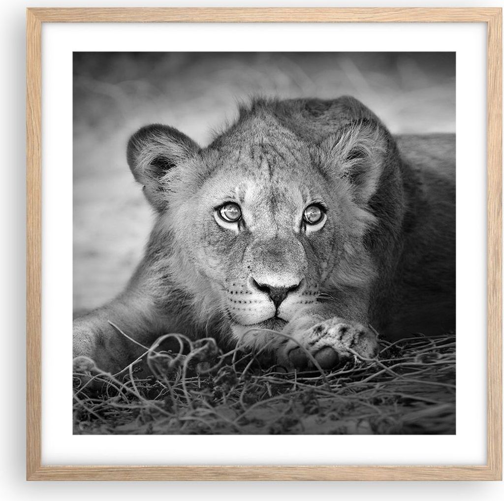 Gerahmtes Poster - Rahmen in heller Eiche - Löwe asiatisch Porträt - 50x50 cm - Wand Bild - Wanddeko - Wandbilder - Kunstposter - Wandposter - Bi...