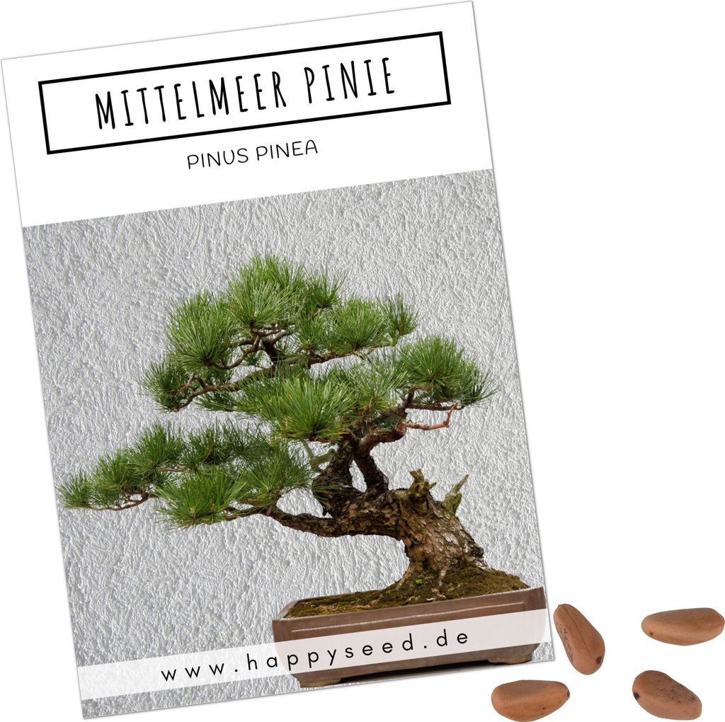Außergewöhnliche Bonsai Samen mit hoher Keimrate - Pflanzen Samen Set für deinen eigenen Bonsai Baum (1x Mittelmeer Pinie)