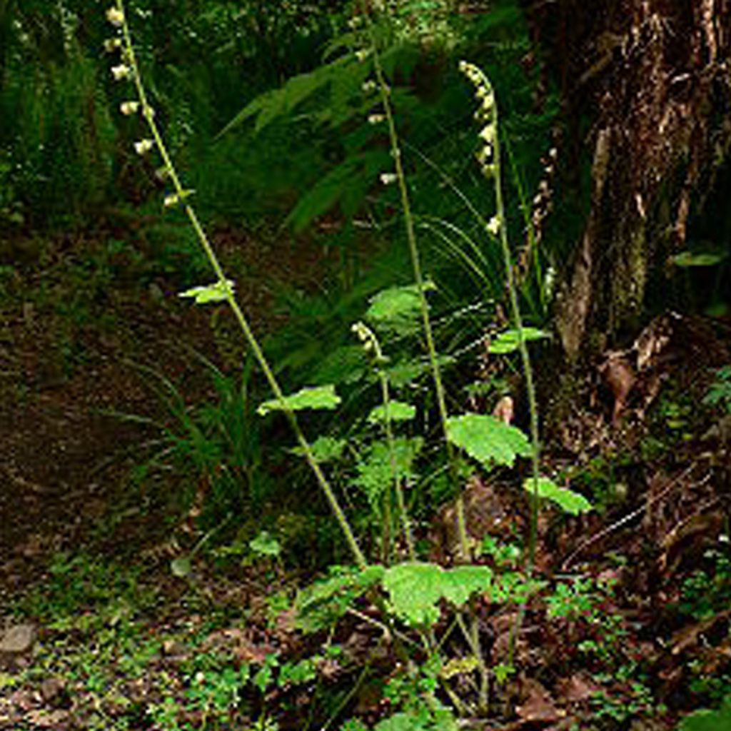6 x Falsche Alraunwurzel - Tellima grandiflora | Topf 9cm x 9cm