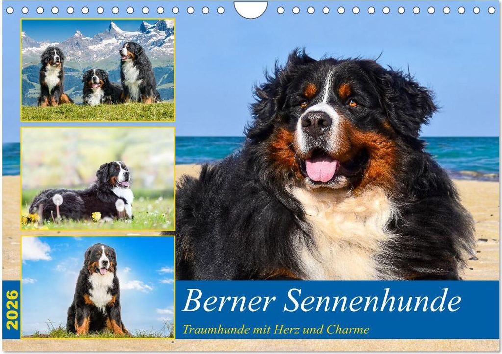 Berner Sennenhunde - Traumhunde mit Charme (Wandkalender 2026 DIN A4 quer), CALVENDO Monatskalender