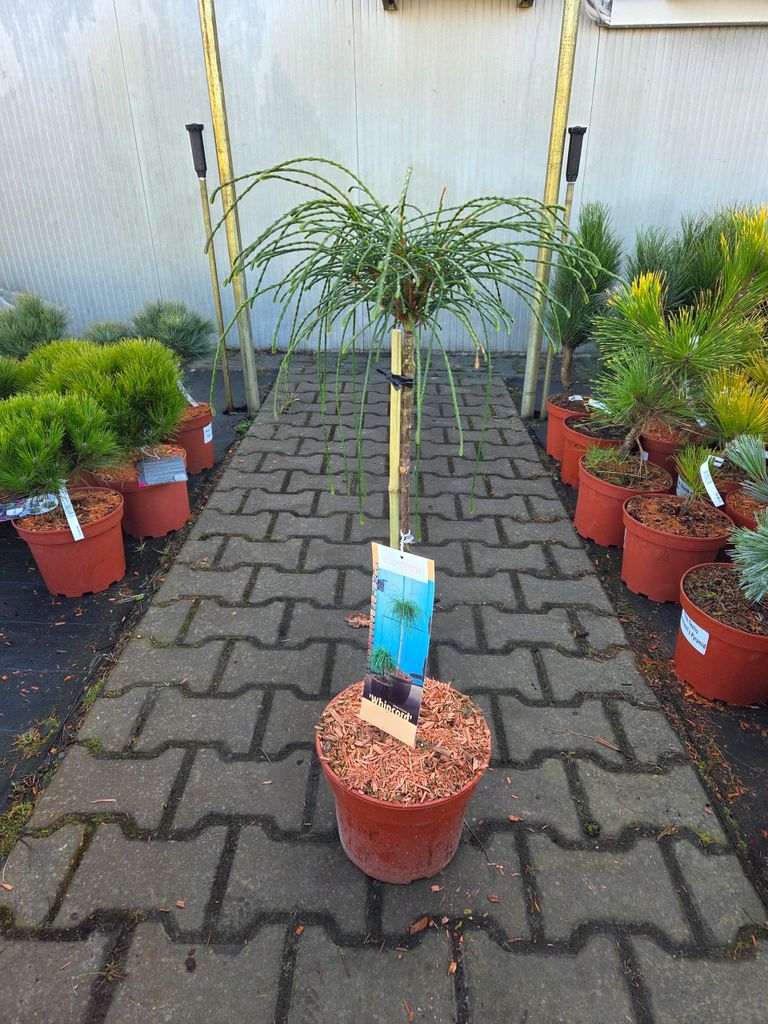 Thuja Plicata Whipcord - Żywotnik olbrzymi szczepiony Zdjęcie produktu 