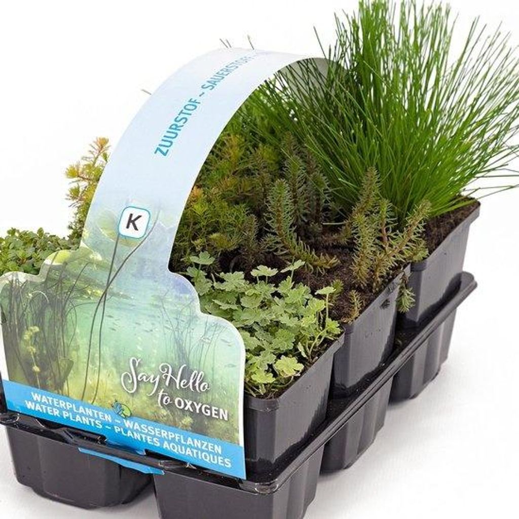 Moerings Zuurstof Vijverplanten Mix | In Thema Sixpack Productafbeelding 
