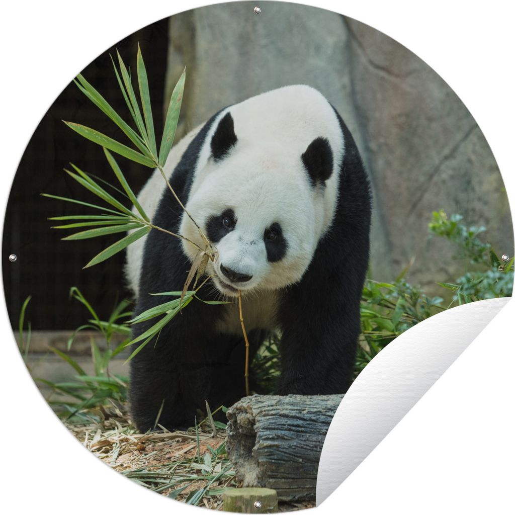 MuchoWow Gartenposter Outdoor-Poster Rund Panda - Baumstamm - Höhle Ø 150 cm Gartendeko Rundes Poster draußen