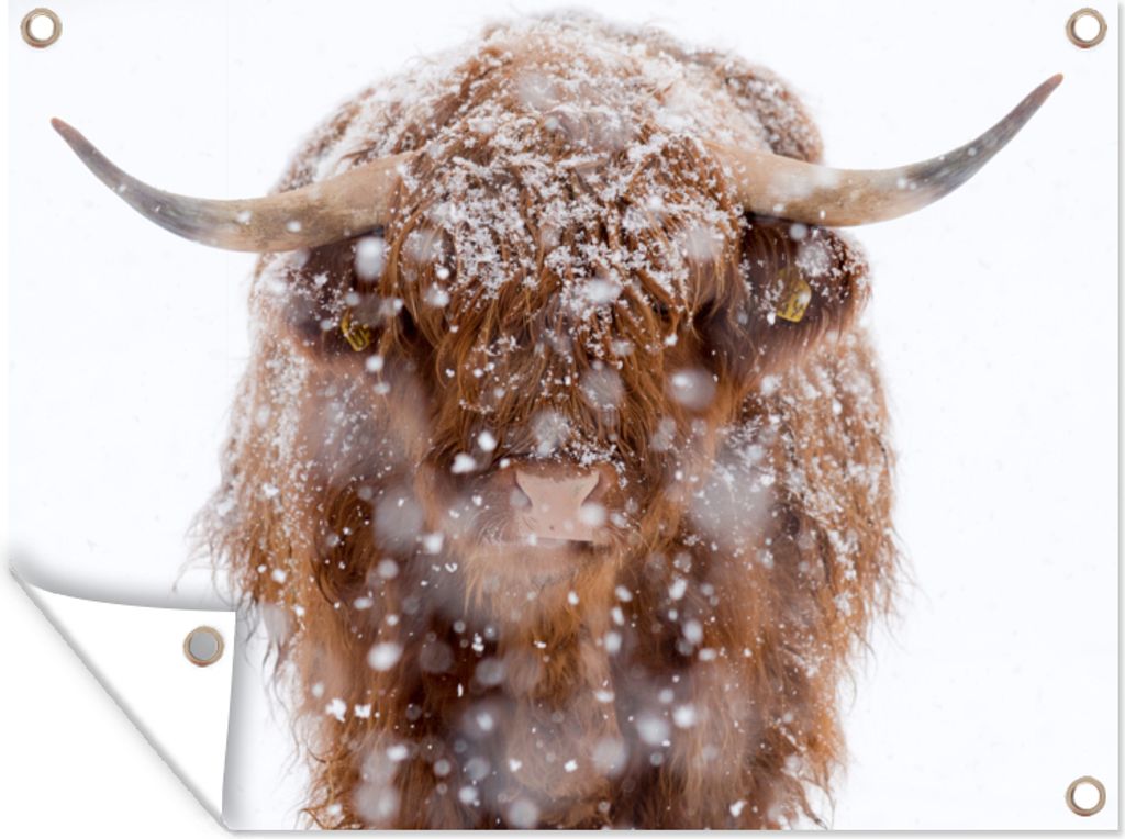 MuchoWow 80x60 cm Outdoor-Poster Gartendeko Sichtschutz Garten Poster für den Garten Schottischer Highlander - Hörner - Schnee