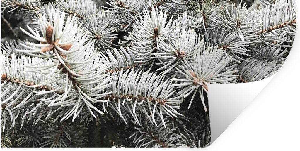 MuchoWow Wandtattoo Wandsticker Wandaufkleber Zweige - Nadelbaum - Winter 120x60 cm Selbstklebend und Repositionierbar - Sticker - Dekorfolie